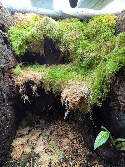 Hi selling a 18-18-24 Vivarium setup for dart frogs, fully planted with many mosses already has spri...