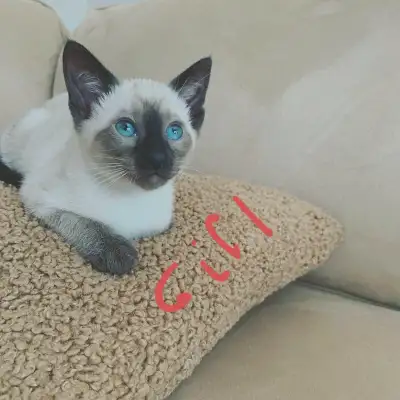 Gorgeous Siamese kittens, View more