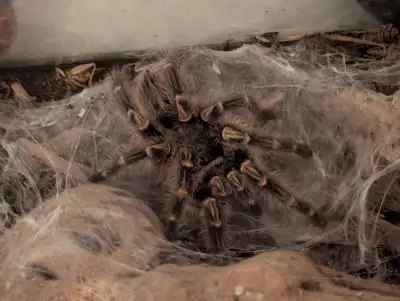 Golden Knee Tarantula, View more