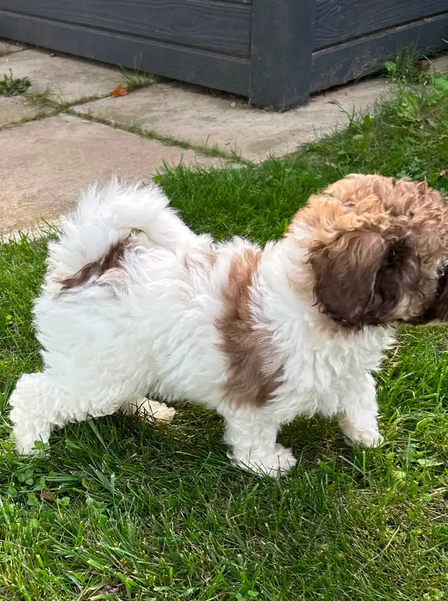 Coton Mix  Pups Rare Merle  - Therapy Dog Potential in Dogs & Puppies for Rehoming in City of Toronto - Image 12