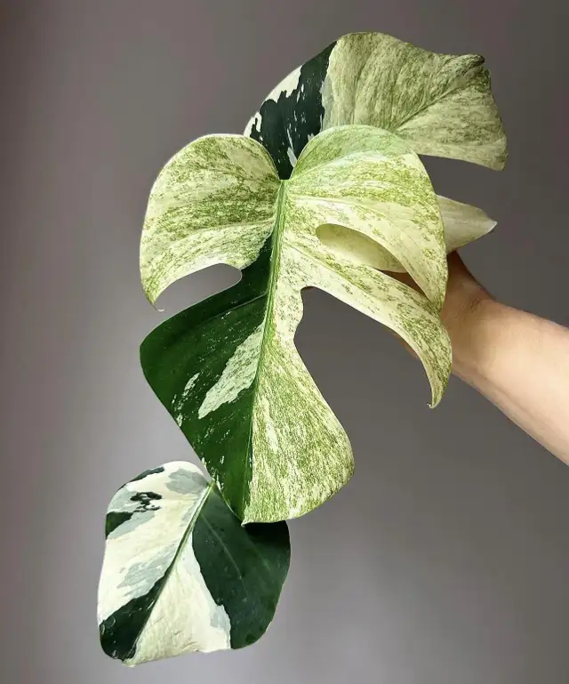 Combo : 2 Monstera rooted wetstick of your choice in Plants, Fertilizer & Soil in City of Toronto - Image 10