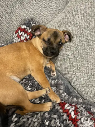 Chihuahua Puppy, View more