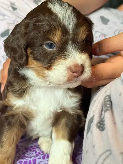 Heavenly pups has a litter of mini sheepadoodles and they should be 13-23 pounds full grown. We also...