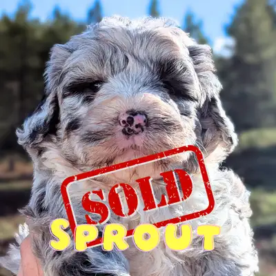 These gorgeous little spring pups are half Old English Sheepdog and half Mini Poodle. They grow to b...