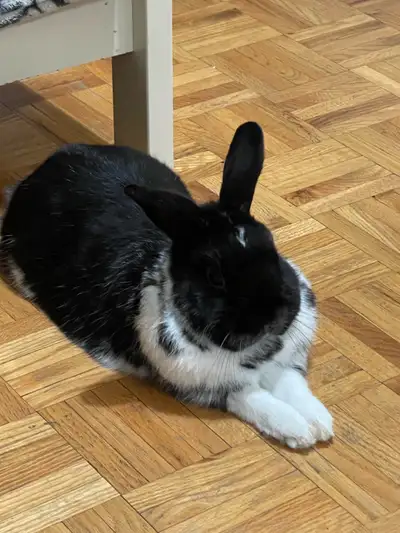 rabbit for rehoming , View more