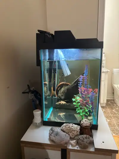Message for video There is an angle fish, white pleco, ghost knife fish, silver dollar, decoration,...