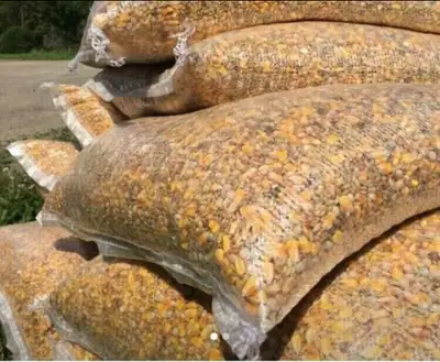 QUALITY PIGEON MIX Each Bag Pigeon feed seed For corn wheat barley $45 each 55$ each for pigeon dove...