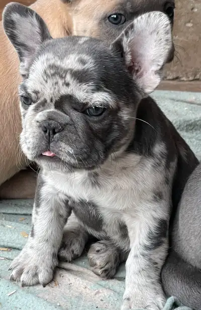 bouledogue français, View more