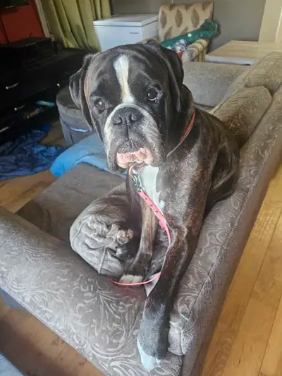 Purebred Boxer – Loving Male, Needs New Home, View more