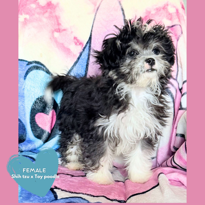 Shih tzu mix puppies, View more