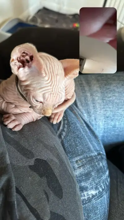 Sphinx du à une anulation Ti garçon se cherche une famille il a 2 vaccins 6 vermifuge opérer garanti...