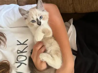 Ragdoll kittens (purebred - blue eyes)