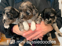❤️Adorable Aussiedoodle puppies F1B Small/medium, F1B minis
