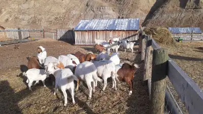 goats bred, View more
