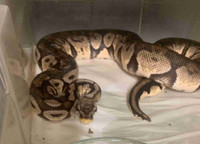 PRICE DROP TO $50 EACH Snakes for sale