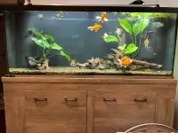 90 gallon aquarium 