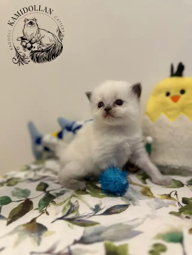 ‏Traditional Ragdoll