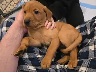 Labrador puppies 4 left, View more