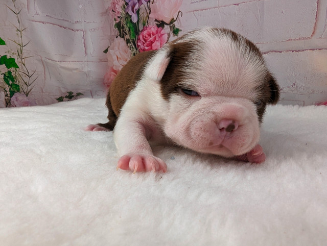 Boston Terrier puppies have arrived! in Dogs & Puppies for Rehoming in Saint John - Image 2