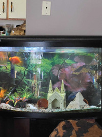 Parrot fish and chiclids make your offer 