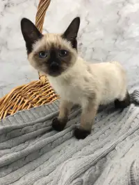 Blue-Eyed Siamese Kitten