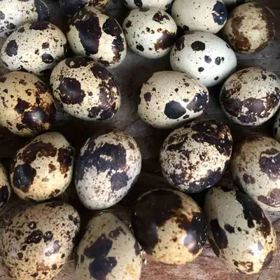 Jumbo coturnix quail hatching eggs, View more