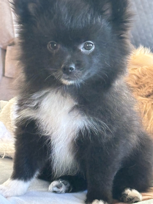 Poméranien chiot dans Chiens et chiots à adopter  à Longueuil/Rive Sud - Image 3