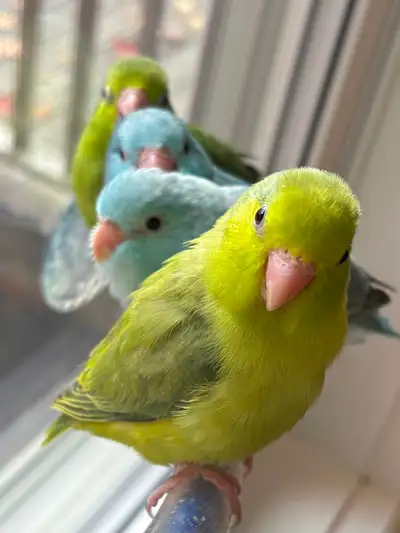 Parrotlets babies- Amazing colours, View more