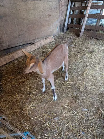 Goat for sale, View more