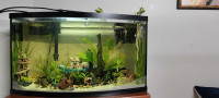 Will rehome any kind of Freshwater Fish.