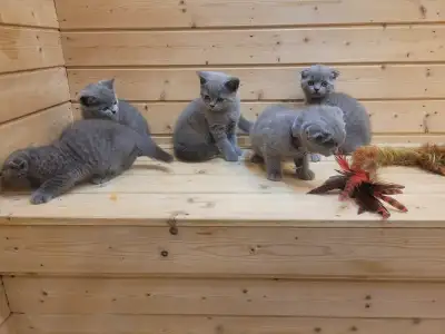 Scottish fold and straight kittens for sale, View more