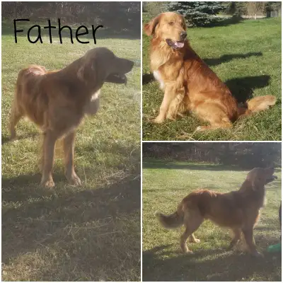 Beautiful Golden Retriever Puppies, View more