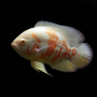 Cichlids and Pleco For Aquarium Fish Tank For Sale