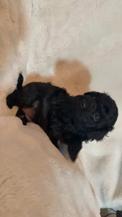 miniture poodle puppies, View more