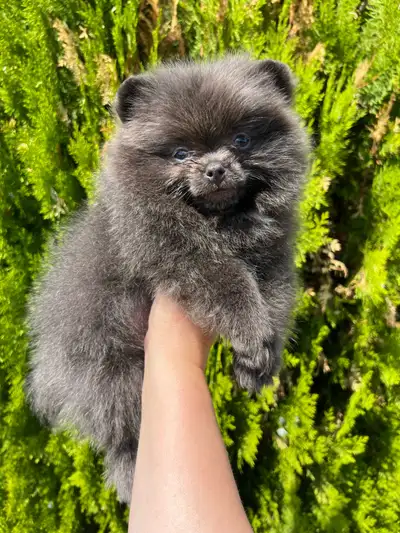 MINI DARK BLUE POMERANIAN BOY Tiny Size • Huge Heart, View more