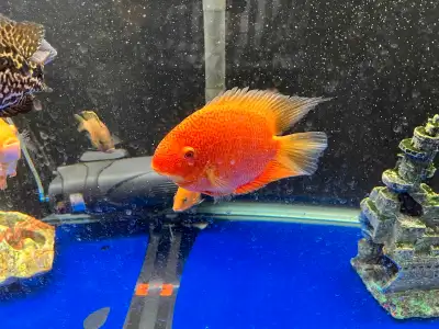 cichlids for sale, View more