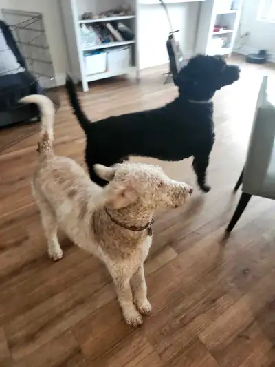 Looking to someone who can help me with dogs sitting on weekends. Price negotiable. Richmond Hill