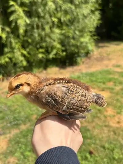 2 Week old Chicks!!, View more