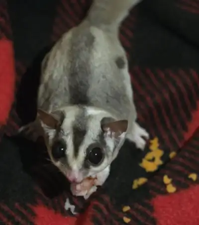 Female glider for sale, View more