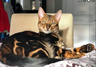 We have two Bengals in need of a new home. Leo is a marble male and Puma is a melanistic Bengal. The...