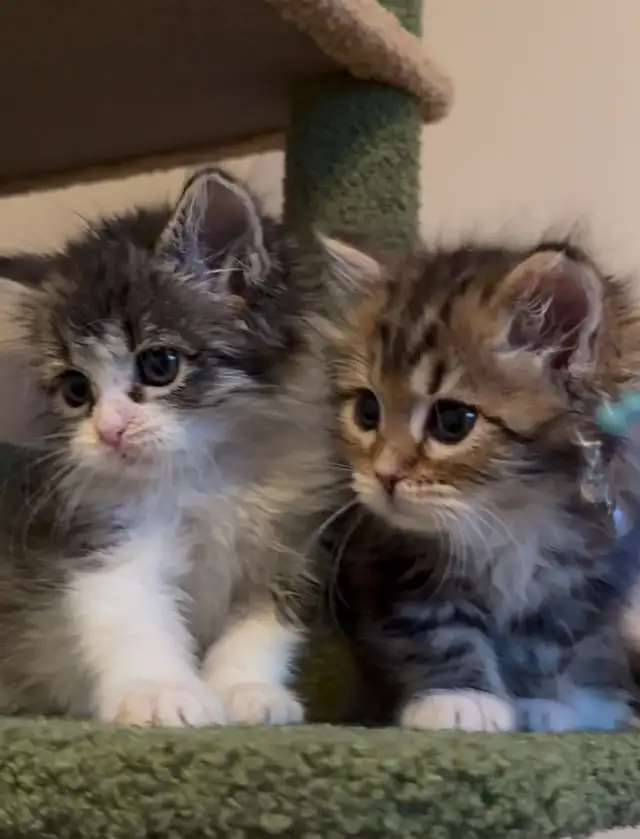 Siberian kittens