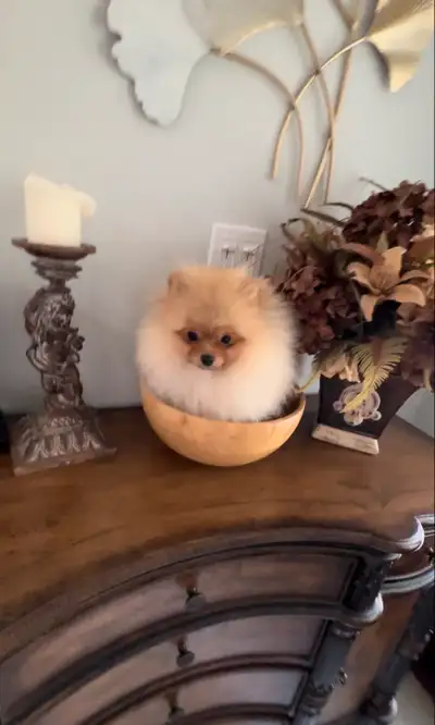 Pomeranian puppies extremely tiny, View more