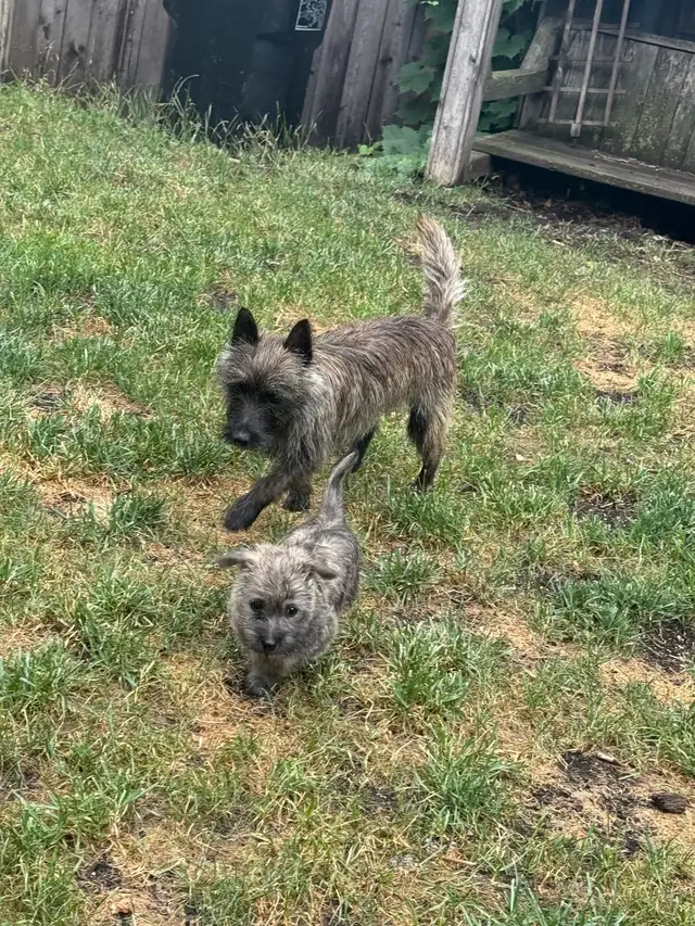 Cairn/westie cross pups for sale in Dogs & Puppies for Rehoming in Edmonton - Image 7
