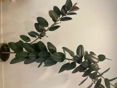 Rubber Plant/ Ficus Elastica, View more