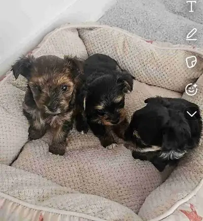 3 yorkshire male a vendre, View more