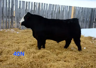 simmental bulls for sale, View more