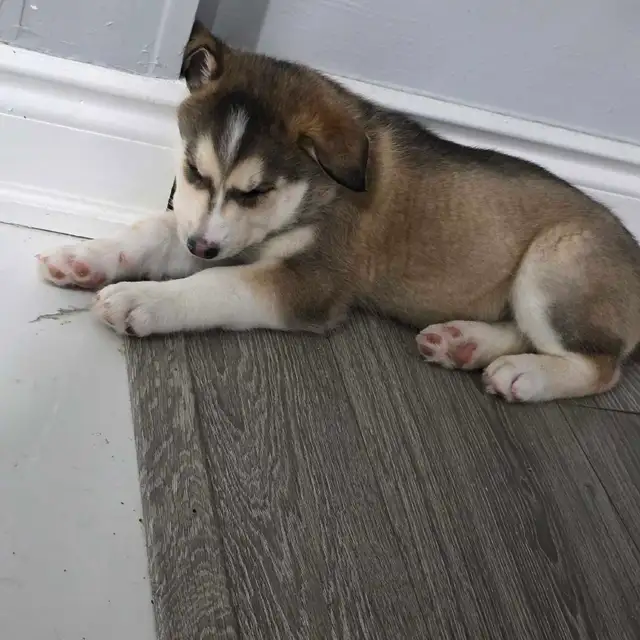 Husky Bernese/Shepherd Puppies in Dogs & Puppies for Rehoming in City of Toronto - Image 5