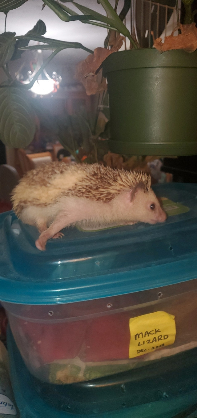 Hedgehog Female in Small Animals for Rehoming in City of Toronto