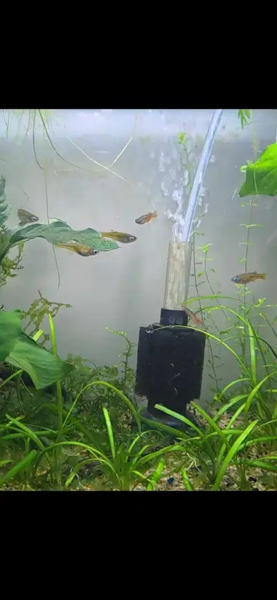 blue eye red neon rainbowfish for sale , View more