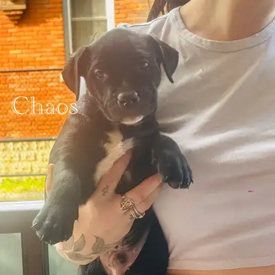 Puppies ready for their forever homes!, View more